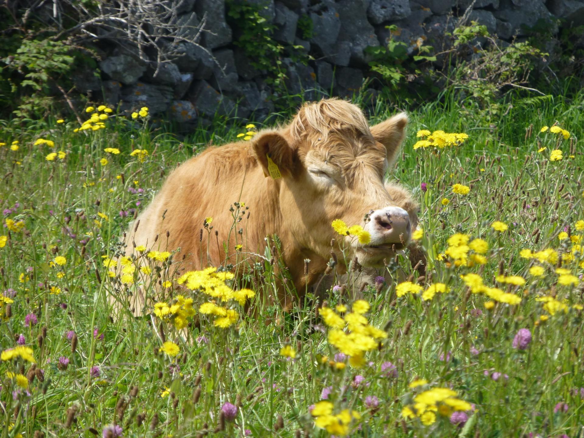 Vache redimensionnee 2